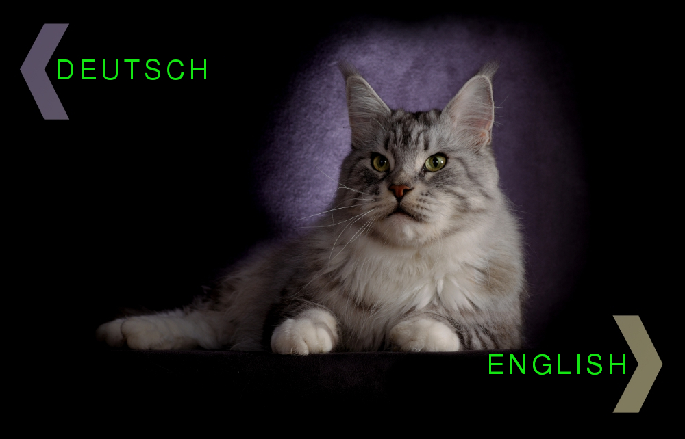 Katzenfotograf Maine Coon Mainz Frankfurt